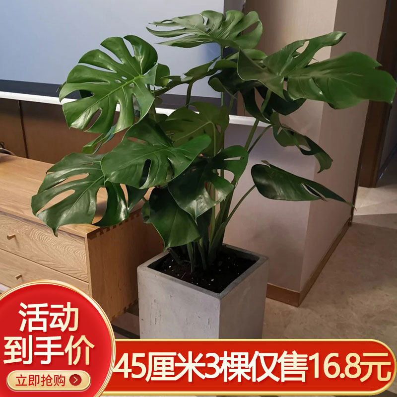 龟背竹大盆栽室内客厅好养水培植物老桩大型绿植净化空气水养花卉,鲜花速递/花卉仿真/绿植园艺,绿植,淘宝优惠券,粉丝福利购,淘宝优惠卷