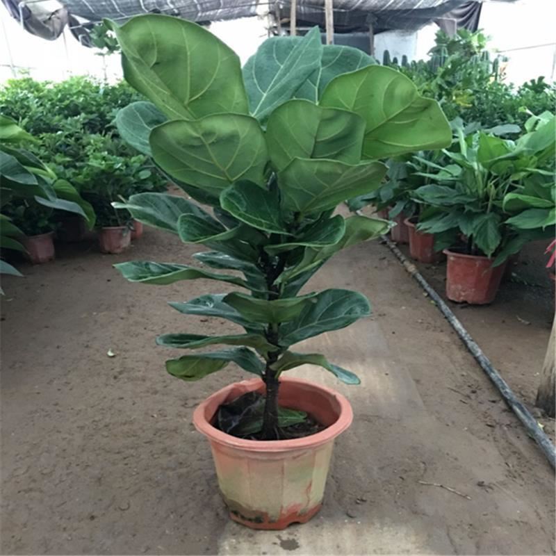大型绿植琴叶榕盆栽花卉客厅室内观叶耐阴植物盆景棒棒糖型大叶