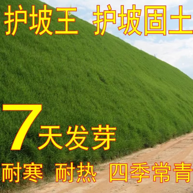 护坡固土草种草籽四草坪护坡王绿化四季季青青庭院耐旱耐寒草种子