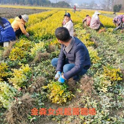 金叶女贞苗小叶女贞金叶耐寒植物彩色金森女贞庭院公园行道绿化苗