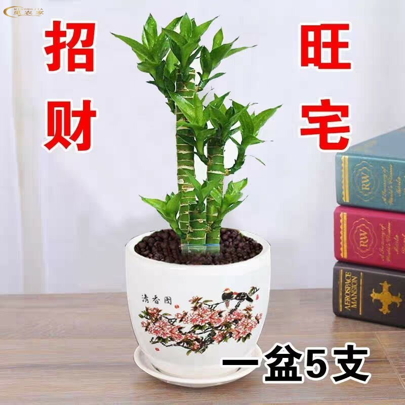 什么花好看又好养水培植物荷花竹水养盆栽室内花卉绿植文昌竹风