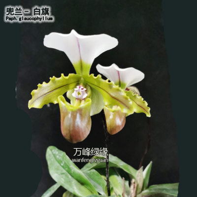 绿缘兰花  白旗/小青蛙兜兰（Paph.spicerianum) 原生种实生苗