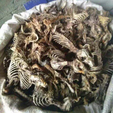 高原中华鼢鼠塞隆骨骨架冷背药材500克包邮注:少于100克不发货在类目 传统滋补营养品, 其他传统滋补品, 传统滋补品其他中 - 来自Buy2taobao.com提供专业的淘宝代购服务