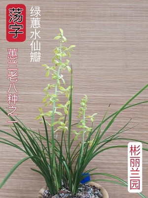 兰花蕙兰老八种大一品程梅荡字老染字浓香花苞室内花卉绿植盆栽