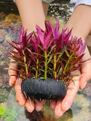 新手养鱼懒人水草增氧冒泡鱼缸造景水下叶坨草无需底沙淡水植物草