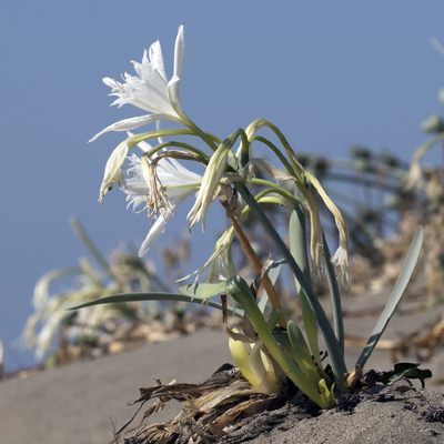 2021春团pancratium maritimum死海百合-苗球