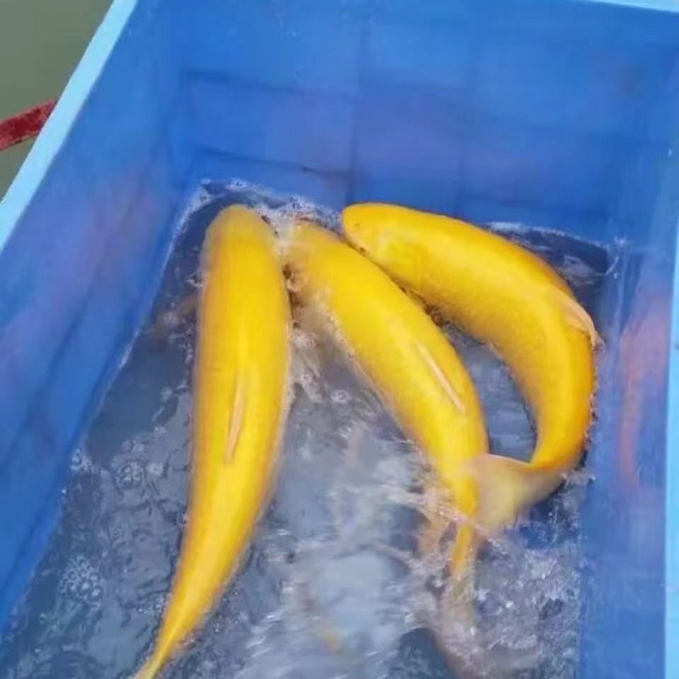 俄罗斯金h草鱼苗金丝皖鱼苗金皖红草鱼鱼金色草鱼苗黄金皖鱼欧洲