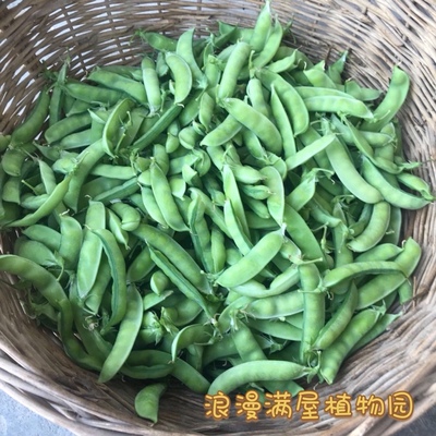 农家传统土豌豆种子荚吃豆尖50粒