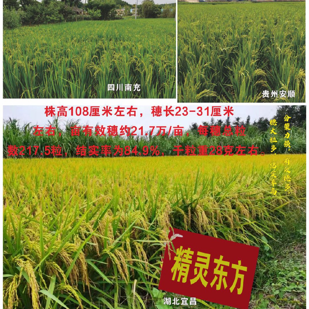 高产稳产抗性好饭好吃一级米杂交水稻种子种籽新品种精灵东方稻种