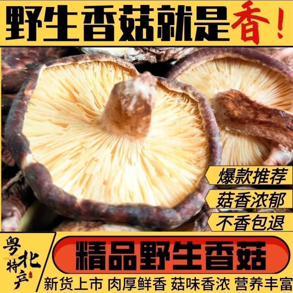 2026新鲜深山香菇韶关野生香菇粤北特产椴木香菇冬菇蘑菇干货500g