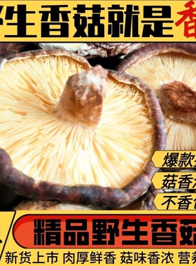 2026新鲜深山香菇韶关野生香菇粤北特产椴木香菇冬菇蘑菇干货500g