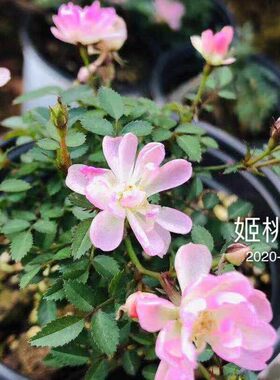 雏桃白   姬桃白  超新品微型月季  姬月季金平糖姬乙女等级