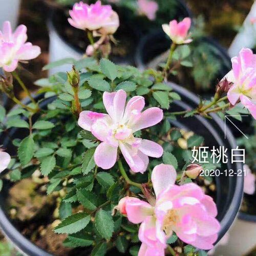 雏桃白   姬桃白  超新品微型月季  姬月季金平糖姬乙女等级