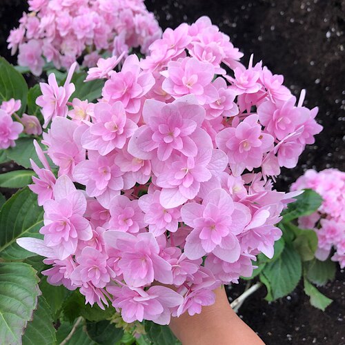 花手鞠绣球素材模板 花手鞠绣球图片下载 小麦优选