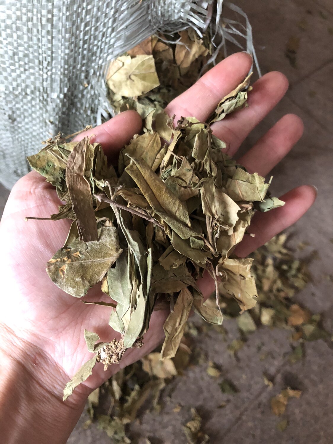 中药材武靴藤叶 500克包邮 匙羹藤叶 金刚藤叶 蛇天角 饭杓藤纯叶