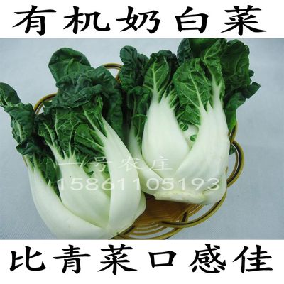 奶白菜种子小白菜青春季黑菜油菜四季种蔬菜籽秋矮脚秋播种孑冬季