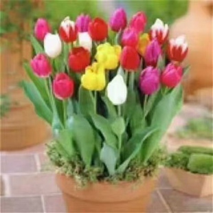 秋植球根花卉一一荷兰多色混装郁金香 秋凉9月下旬至10月种植