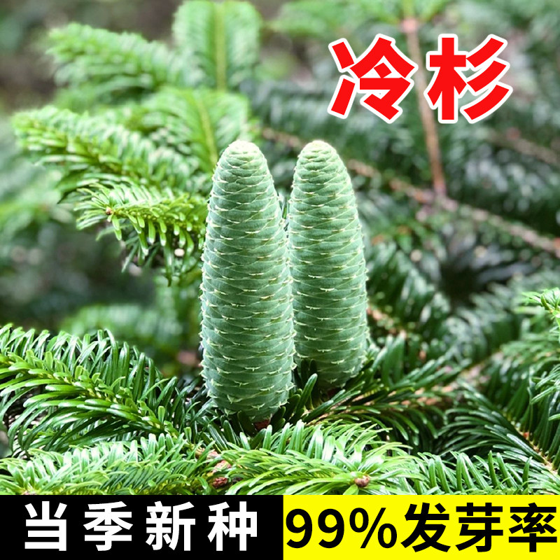 冷杉种子常绿乔木云杉落叶杉铁杉水杉木种子绿化造林
