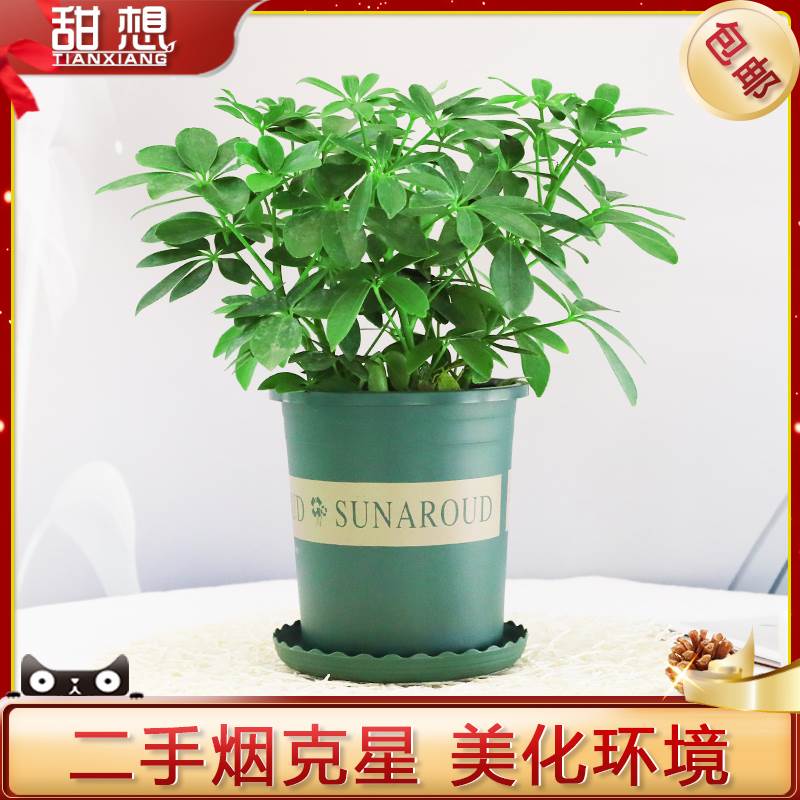 水培鸭脚木盆栽七叶莲招财植物八方来财吸甲醛净化空气室内发财树