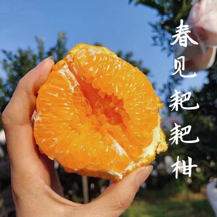 【春见耙耙柑】四川眉山春见耙耙柑桔子新鲜水果橘子丹棱,水产肉类/新鲜蔬果/熟食,桔子,淘宝优惠券,粉丝福利购,淘宝优惠卷