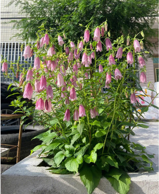 花镜植物 紫斑风铃草花园阳台多年生宿根耐寒耐热多季节开花