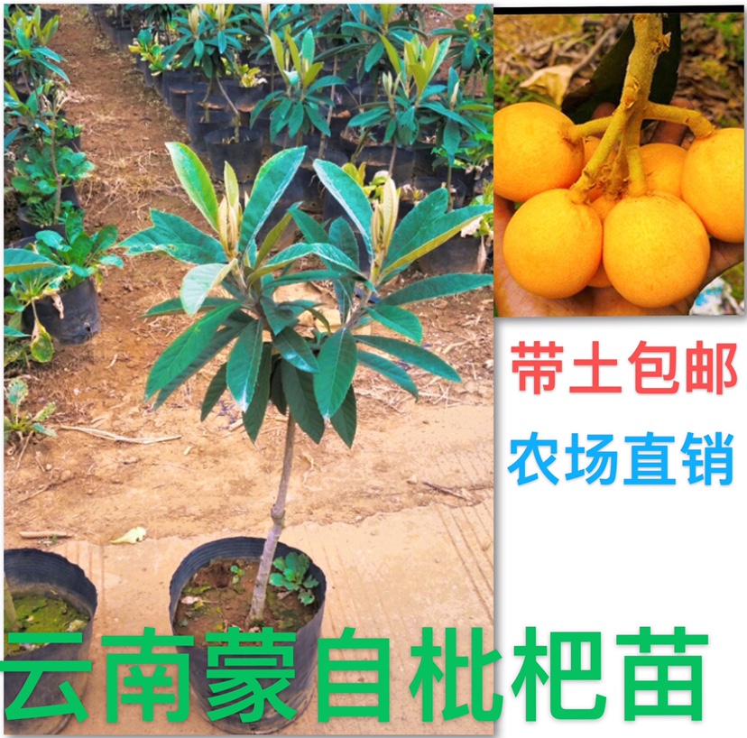 枇杷树 枇杷苗 云南直销带土包邮大五星嫁接成熟带土包邮果甜正宗