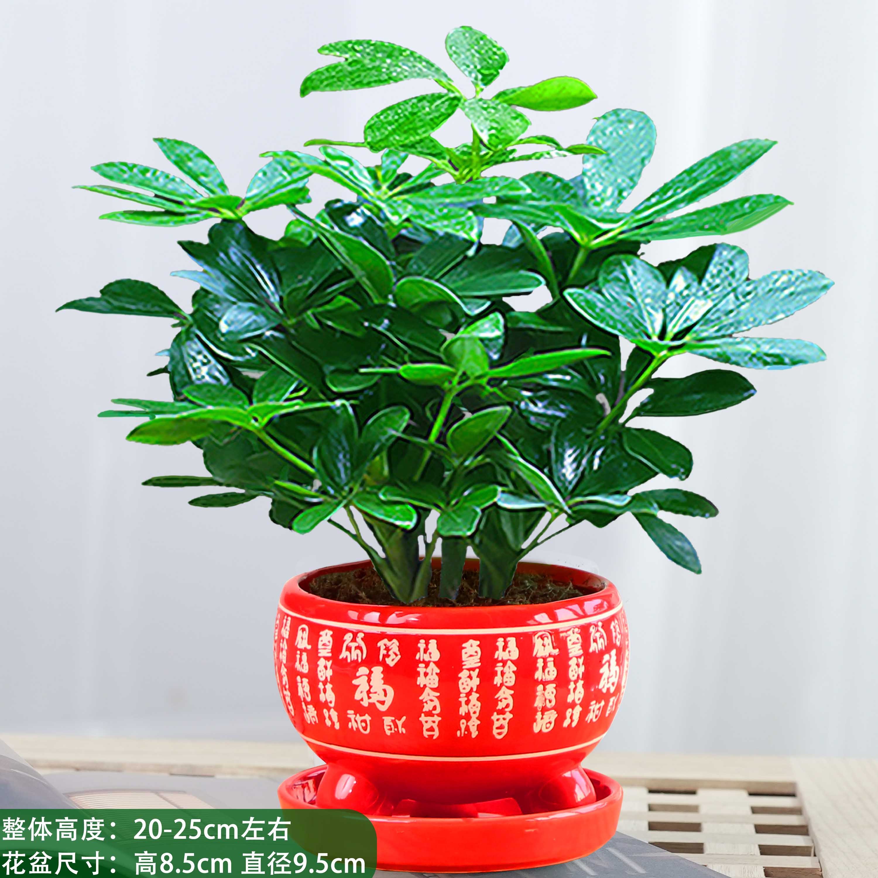 八方来财鸭脚木四季常青室内阳台桌面绿植盆栽花卉发财树苗招财树