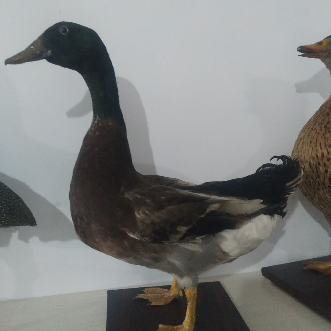 教学题材,生物标本,公鸭子母鸭子,真鸭子可以提供图片定做样式