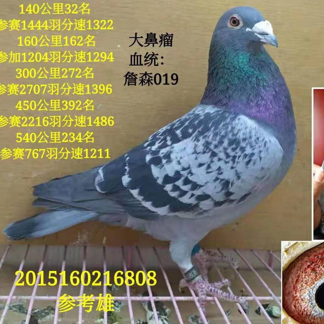 信鸽活体公棚鸽成绩鸽血统鸽名家天落鸽幼鸽一对包邮包活纯白纯黑