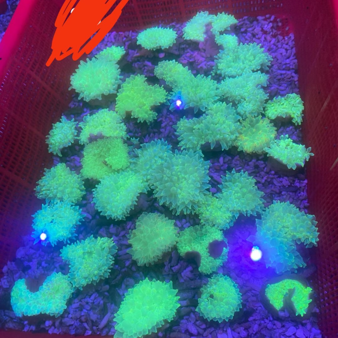 绿奶嘴普通绿奶嘴海葵荧光绿奶嘴6-8公分软体小丑鱼共生海洋生物