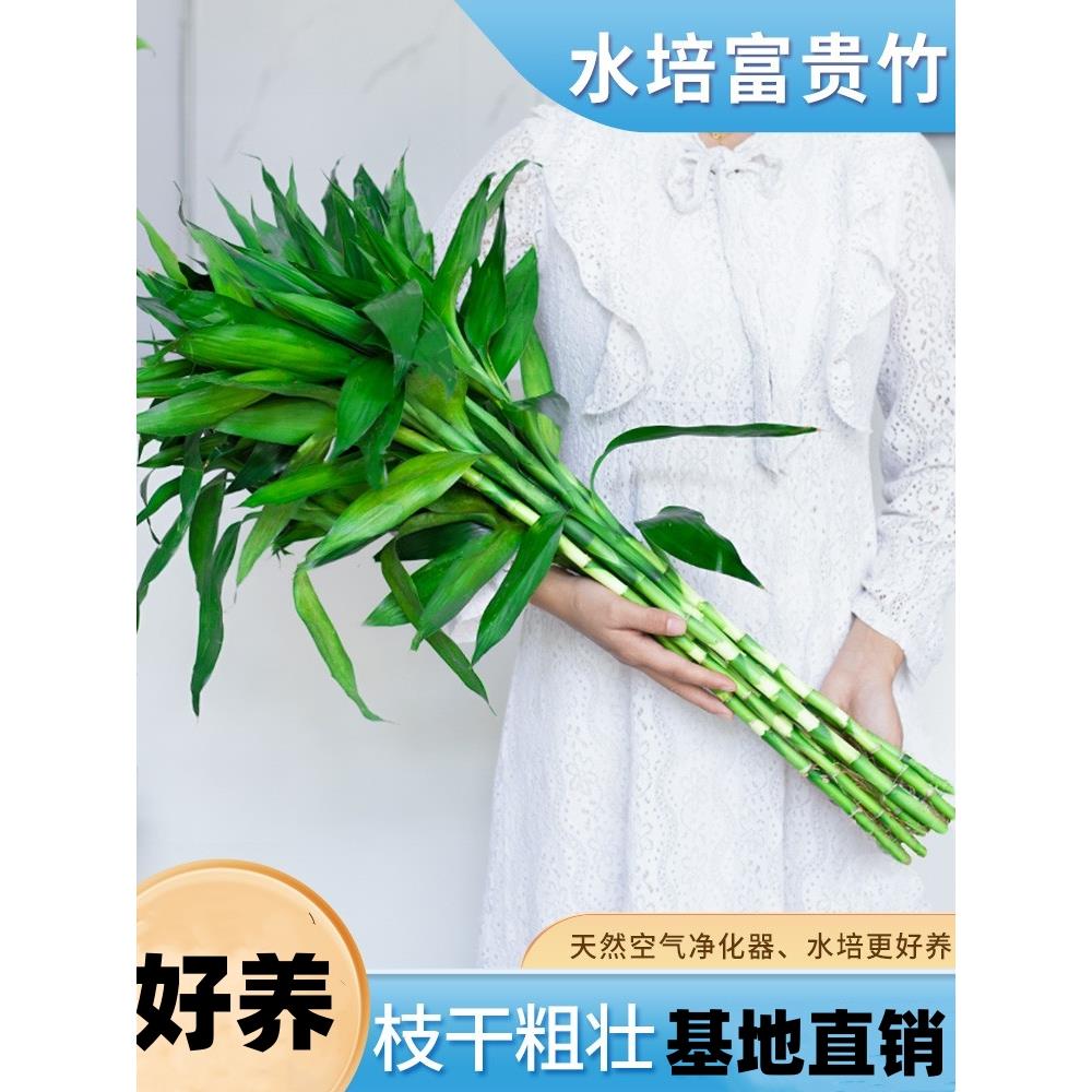 富贵竹水培植物带根室内盆栽客厅好养四季花卉节节高发招财观音竹