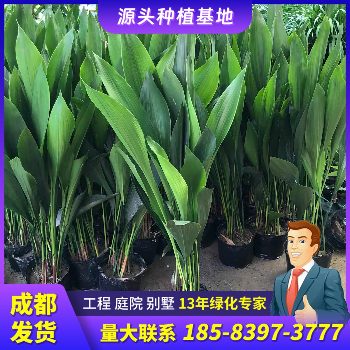 一叶兰盆栽植物客厅卧室户外庭院别墅绿植四季青绿化好养净化空气