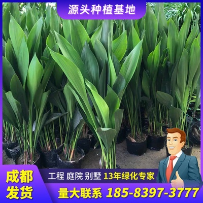 一叶兰盆栽植物客厅卧室户外庭院别墅绿植四季青绿化好养净化空气