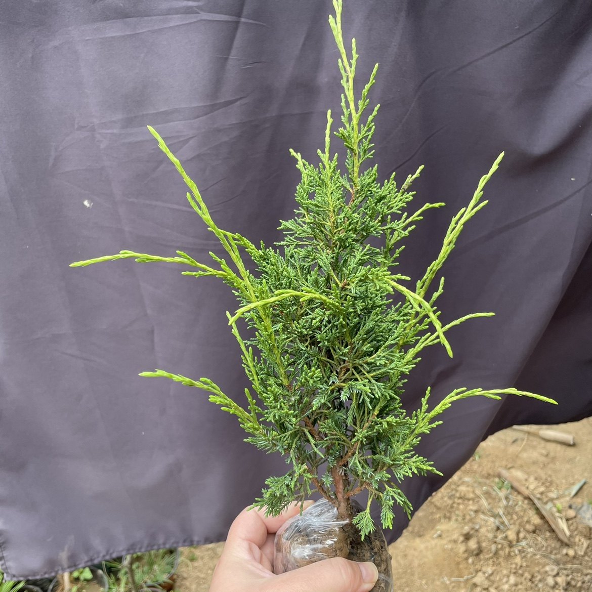 原生济州真柏苗素材苗真柏盆景素材造型小苗实生扦插纪州真柏