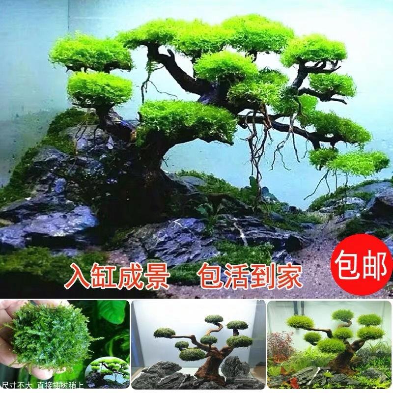 莫斯树成品生态鱼缸造景水草真草缸植物活莫斯装饰套餐迎客松