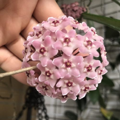 贝尔球兰耐寒勤花耐阴耐阴耐热