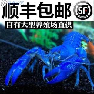 天空蓝魔鳌虾蓝色龙虾观赏虾 水族虾淡水蓝龙虾宠物虾蓝虾活