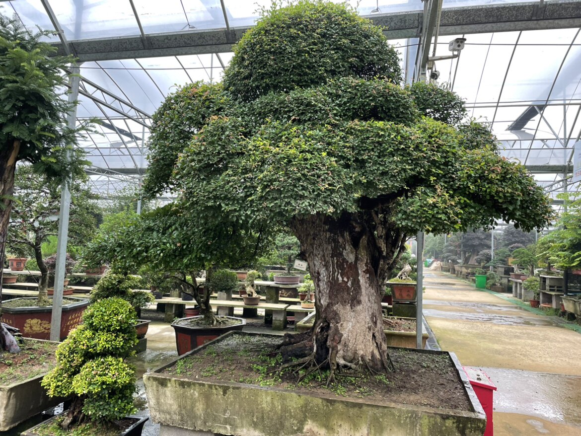大型庭院别墅景观榆树盆景造型老大型绿植/成品组合盆
