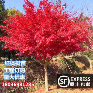 红枫树苗中国三季 红盆栽地栽红枫树 红日本红枫红舞姬庭院别墅四季