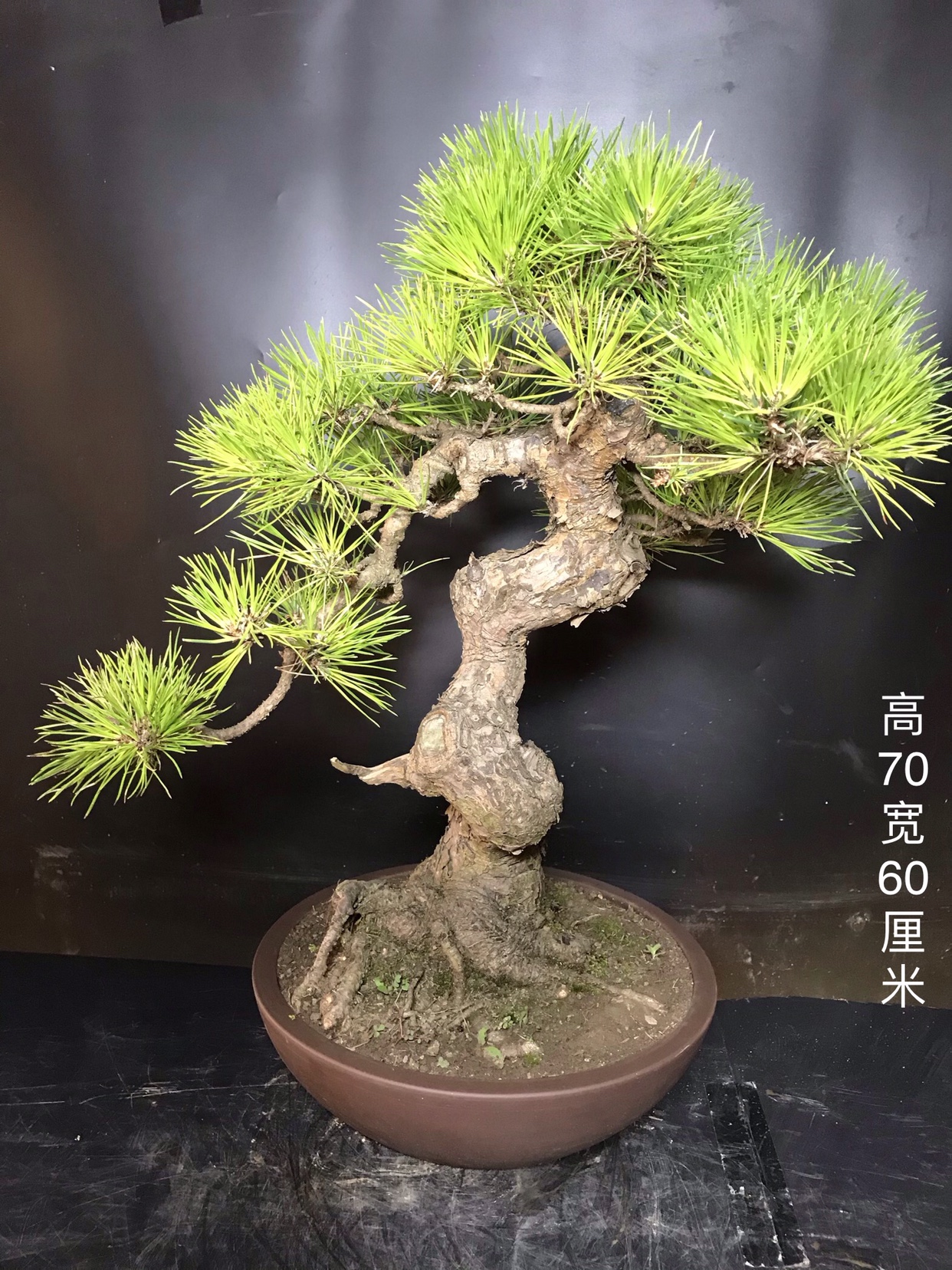 一物一拍短针暴皮黑松盆景办公室客厅阳台庭院造型迎客松绿植常青