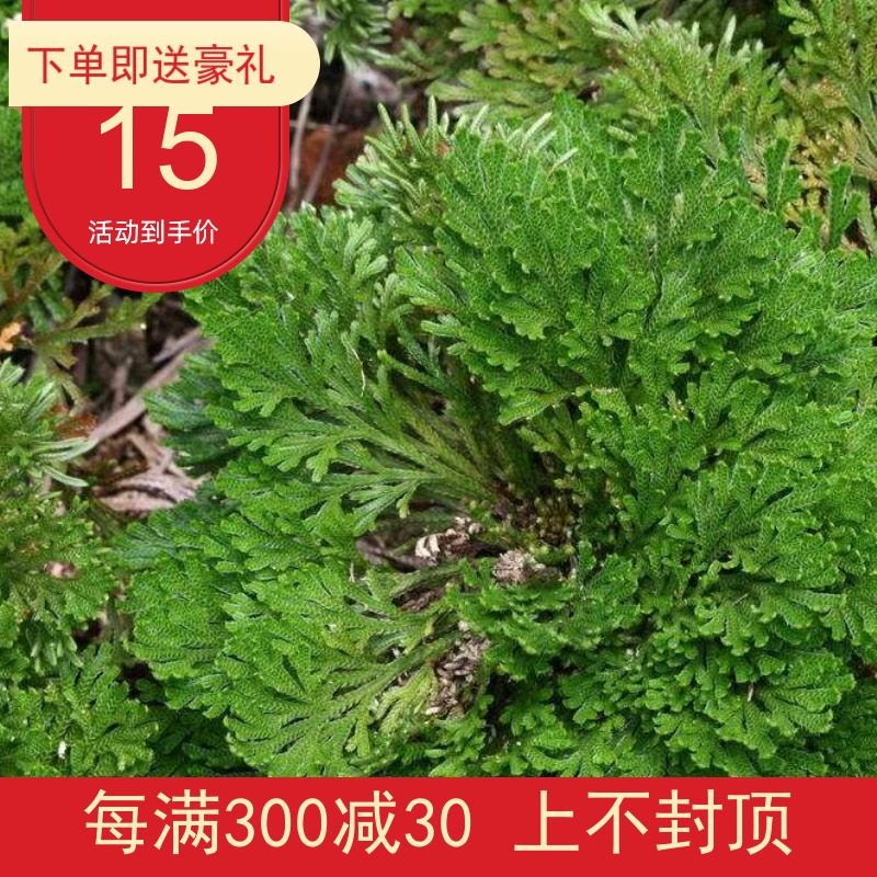 异穗卷柏 新款办公桌鲜x药材200克b不含盆盆景盆栽全年草药欧洲款