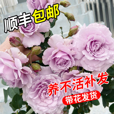 蜻蜓月季玫瑰多季丰花蓝紫色浓香灌木/切花日系月季