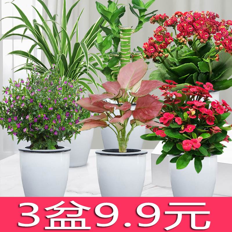 绿萝发财树盆栽水培植物栀子花卉粉掌长寿九里香办公室内客厅绿植