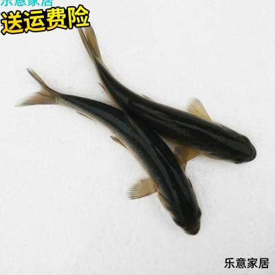 螺丝青鱼鱼苗淡水螺蛳青鱼苗食用黒魭鱼苗养殖灰草鱼乌鲩鱼乌青大使用感如何?