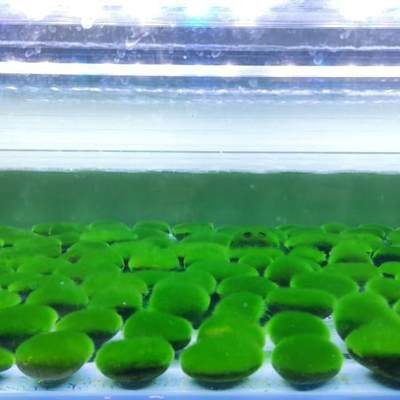 水藻藻短绒藻长绒藻绿藻藻藻绿石藻球绿藻种苏虾16802843藻鱼缸绿