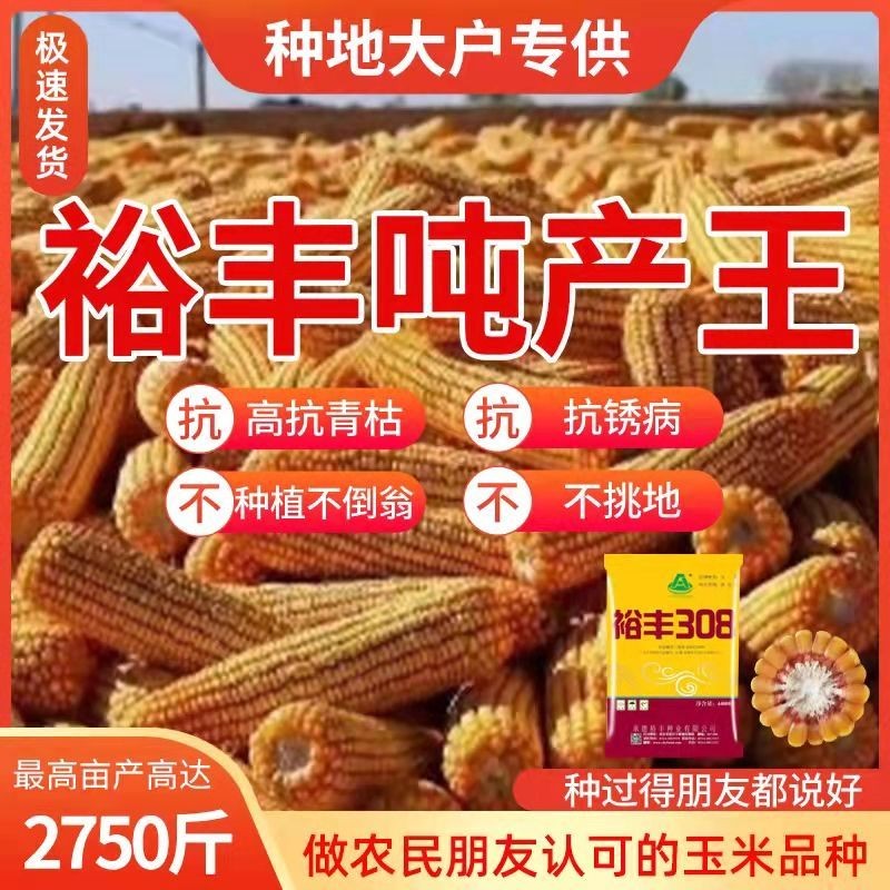 裕丰303之后裕丰308高产玉米种子大全抗倒矮杆国审大棒苞米种