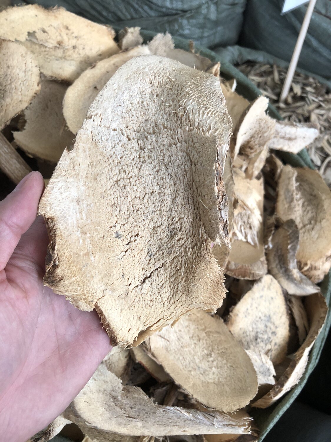 山菠萝根野菠萝根中药材500g露兜根路刁根路刀根帕梯根罗金堆勒鲁