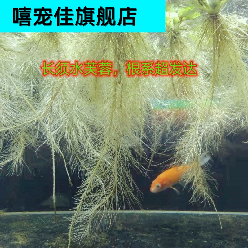 长须水芙蓉根系发达鱼虾躲避窝净化水质鱼缸池塘装饰浮萍水草套餐