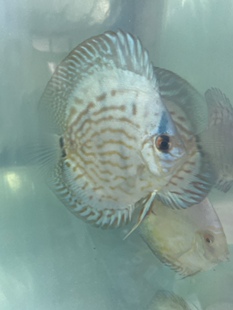 七彩神仙鱼活体老虎狗高身老虎狗神仙鱼苗观赏鱼渔场直销