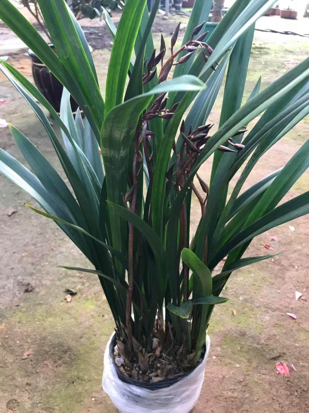 耐寒 兰花苗墨兰 金边企黑浓香室内四季建兰花卉绿植物原盆栽好养